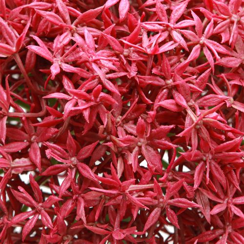 Product Allium in Bordeaux Artificial Ornamental Onion Ø18cm L90cm