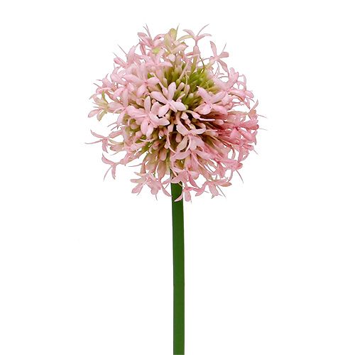 Floristik24 Allium artificial pink 51cm