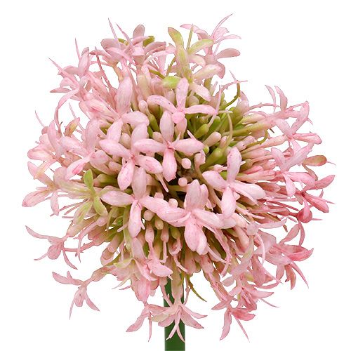 Product Allium artificial pink 51cm