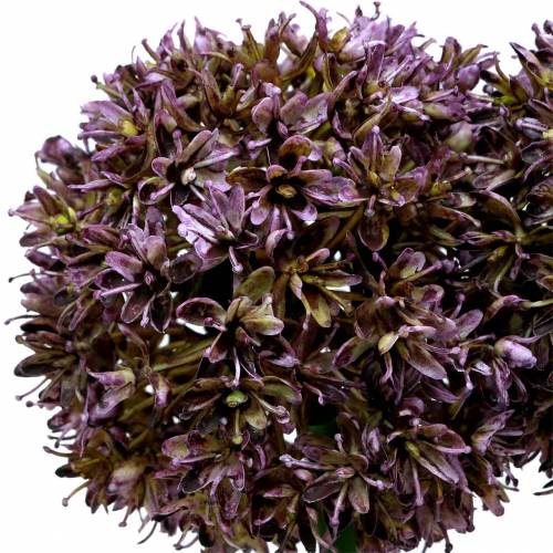 Floristik24 Ornamental allium artificial purple 70cm 3pcs