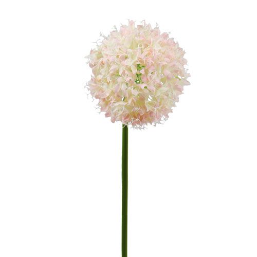 Floristik24 Allium Cream-Pink Ø15cm L70cm