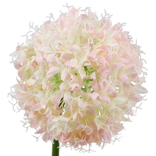 Product Allium Cream-Pink Ø15cm L70cm