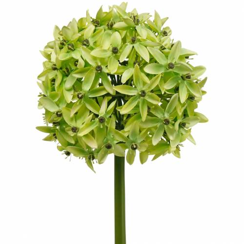 Product Ornamental onion Allium, silk flower, artificial ball leek green Ø20cm L72cm
