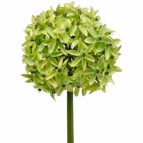 Ornamental onion Allium, silk flower, artificial ball leek green Ø20cm L72cm