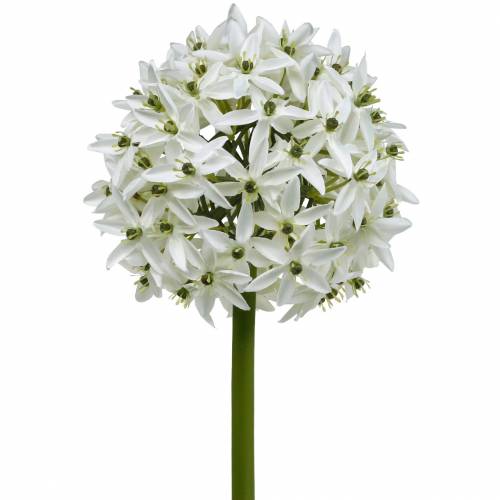 Floristik24 Decorative flower Allium, artificial ball leek, ornamental onion white Ø20cm L72cm