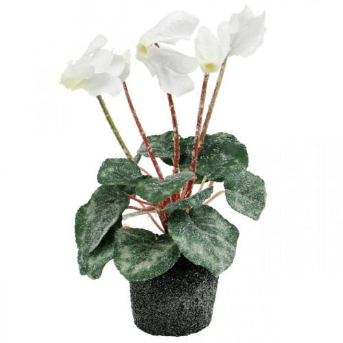 Floristik24 Cyclamen in cream 28cm