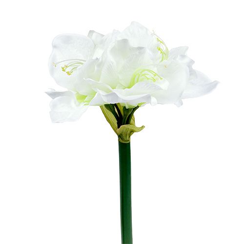 Floristik24 Amaryllis Flower White L 73cm 2pcs