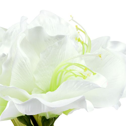 Floristik24 Amaryllis Flower White L 73cm 2pcs