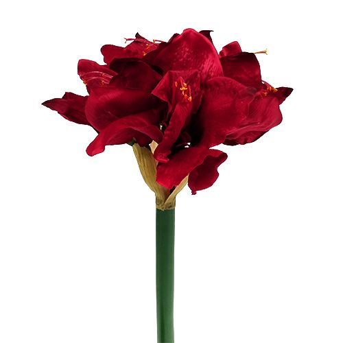 Floristik24 Amaryllis Dark Red L 73cm 2pcs