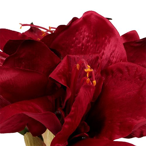 Floristik24 Amaryllis Dark Red L 73cm 2pcs