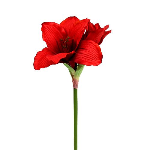 Floristik24 Amaryllis Red L 68cm 1pc