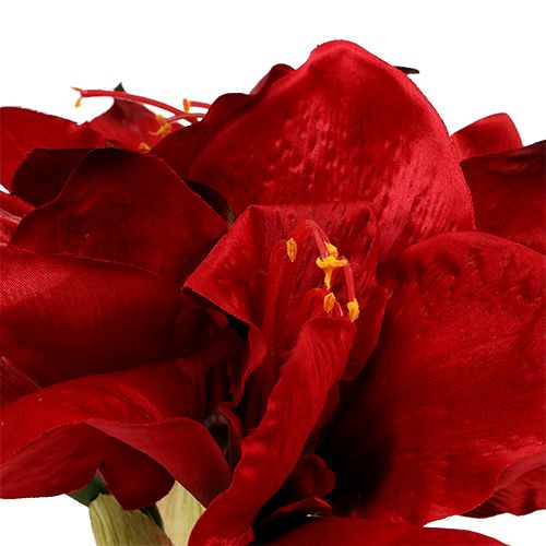 Floristik24 Amaryllis Red L 73cm 2pcs