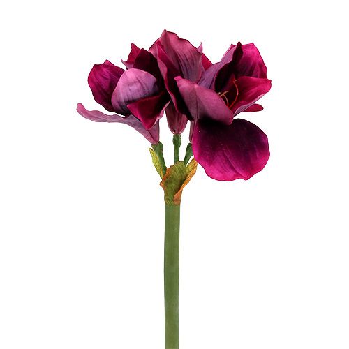 Floristik24 Amaryllis with velvet heather 60cm