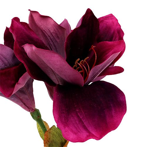 Product Amaryllis with velvet heather 60cm