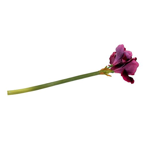 Floristik24 Amaryllis with velvet heather 60cm