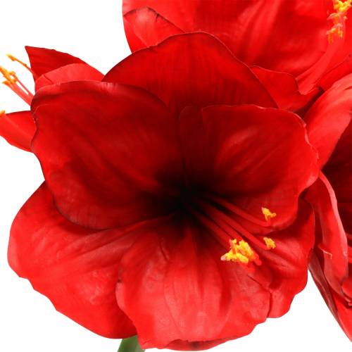 Floristik24 Amaryllis red 75cm