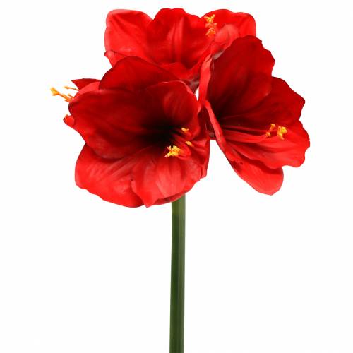 Floristik24 Amaryllis red 75cm