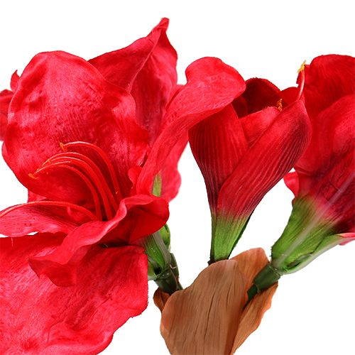 Floristik24 Amaryllis dark red 72.5cm
