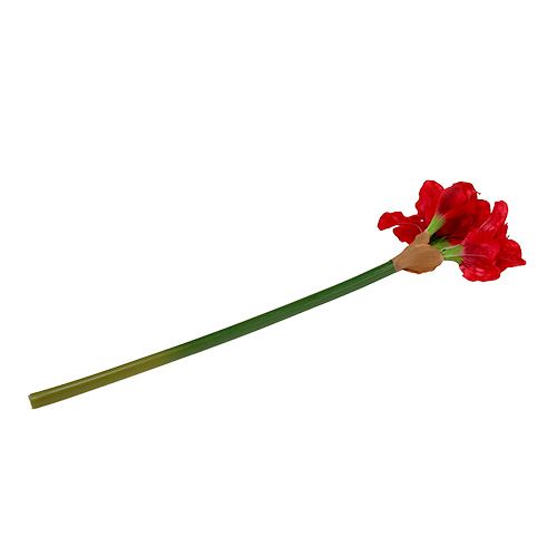 Floristik24 Amaryllis dark red 72.5cm