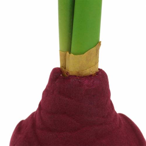 Floristik24 Amaryllis tuber with buds Artificial 30cm Burgundy