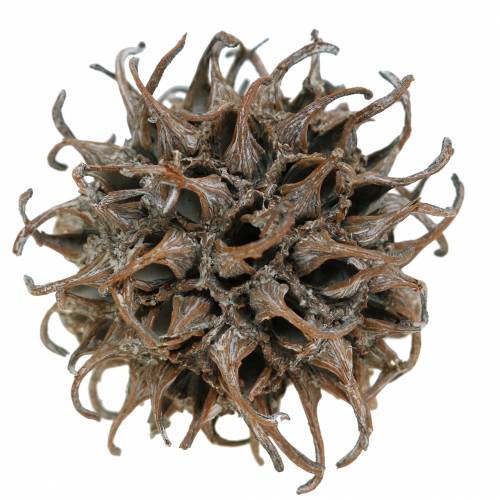 Product Sweetgum cones nature washed white 250g