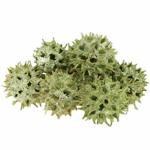 Floristik24 Sweetgum cones green frosted 250g