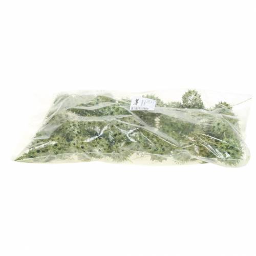 Floristik24 Sweetgum cones green frosted 250g