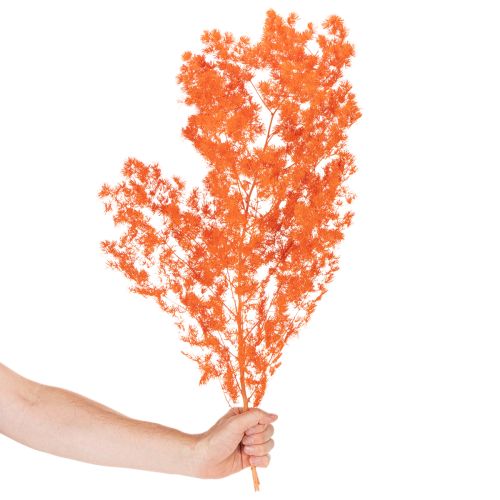 Orange Dyed Asparagus Fern Branch - Dried, 65cm, 80g | Floristik24.co.uk