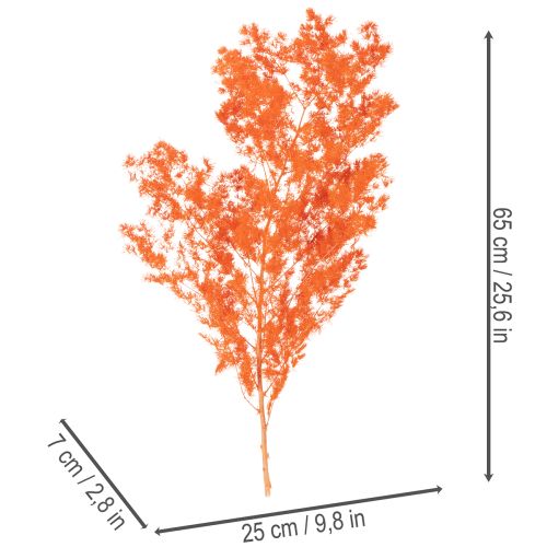 Orange Dyed Asparagus Fern Branch - Dried, 65cm, 80g | Floristik24.co.uk