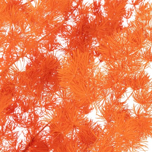 Orange Dyed Asparagus Fern Branch - Dried, 65cm, 80g | Floristik24.co.uk