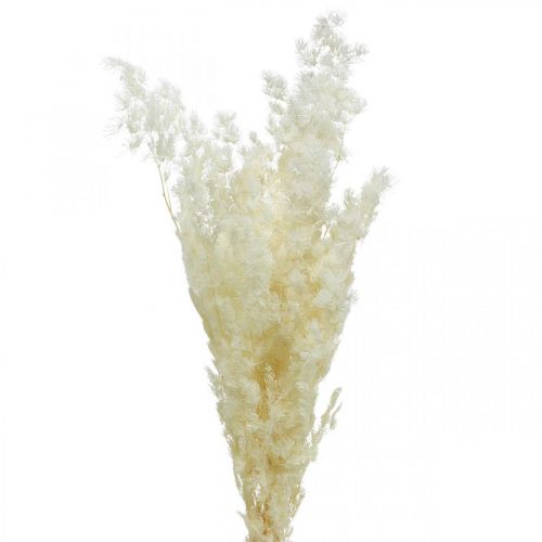 Floristik24 Asparagus dry decoration white dried ornamental grass 80g