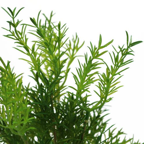 Floristik24 Asparagus pick 26cm