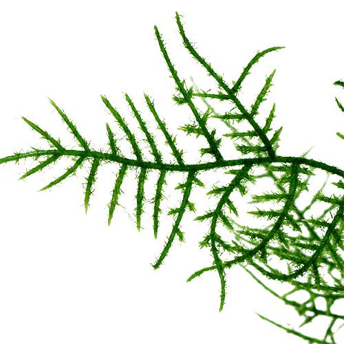 Floristik24 Asparagus branch 50cm green 5pcs