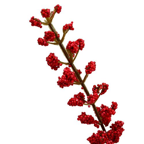 Floristik24 Astilben bush red 52cm