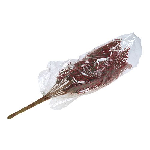Floristik24 Astilben bush red 52cm