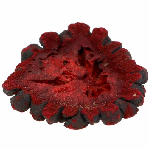 Floristik24 Decorative fruit slices Ata fruit red 1kg
