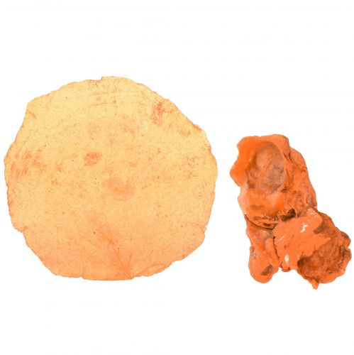 Product Oyster Shells Capiz Slices in Net Orange 3.5–9.5cm 2pcs