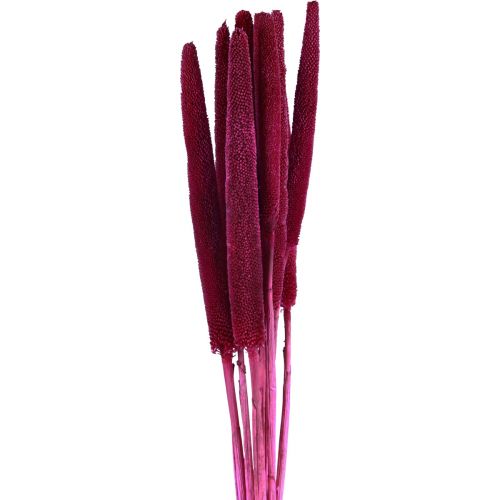 Pearl millet, reed babala, millet pink 70cm 10pcs