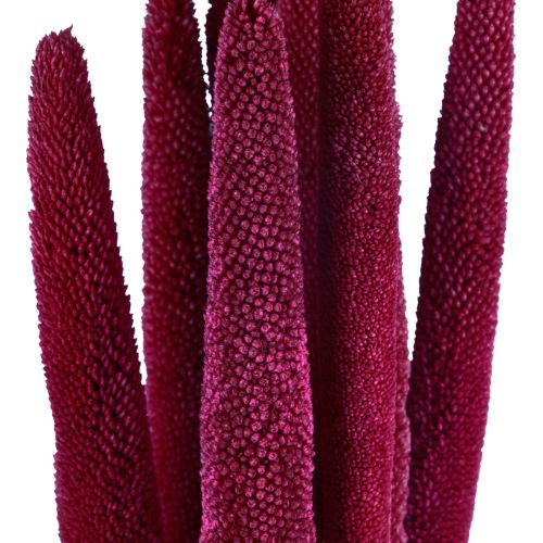 Pearl millet, reed babala, millet pink 70cm 10pcs