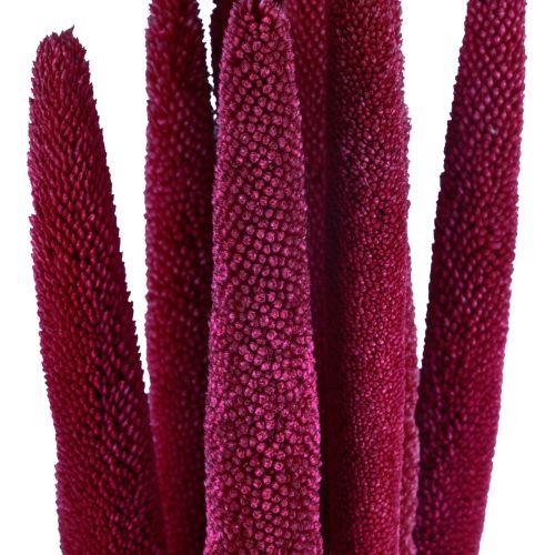 Product Pearl millet, reed babala, millet pink 70cm 10pcs