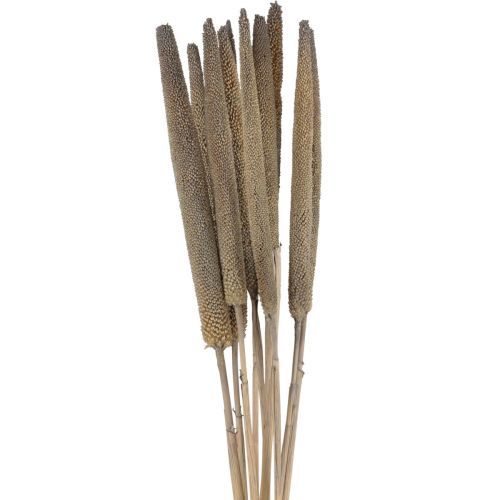 Floristik24 Pearl millet, reed cob Babala, millet green 70cm 10 pcs