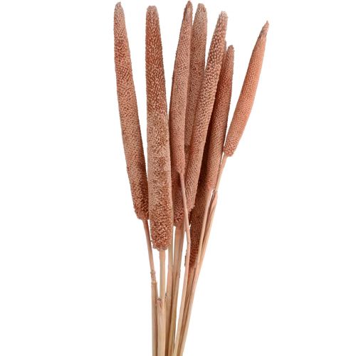 Floristik24 Pearl millet, reed cob Babala, millet red-brown 70cm 10 pcs