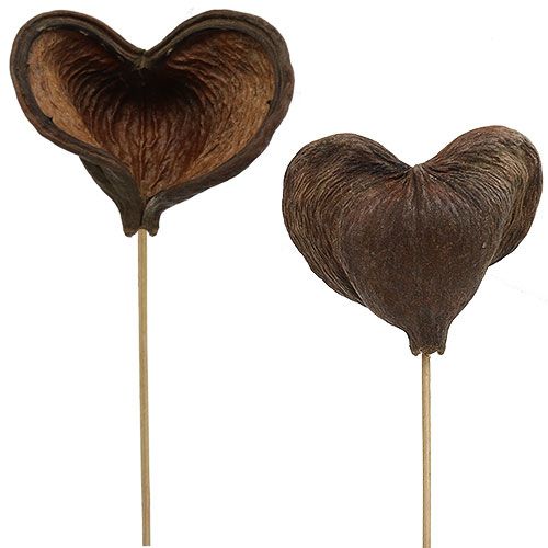 Floristik24 Badam on a stick nature 6cm - 12cm 23pcs