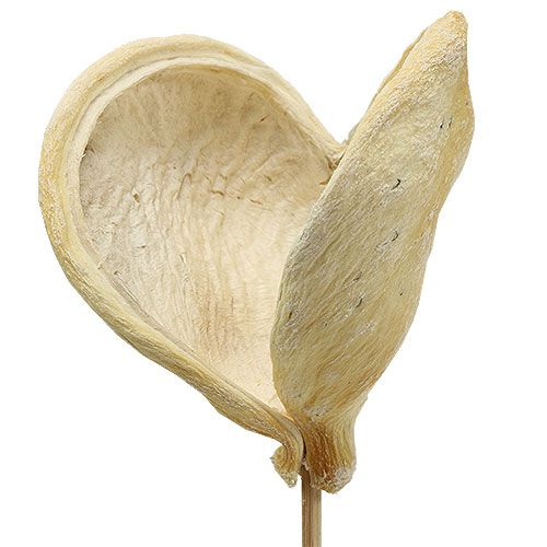 Floristik24 Badam on a stick bleached 6cm - 12cm L55cm 23 pcs