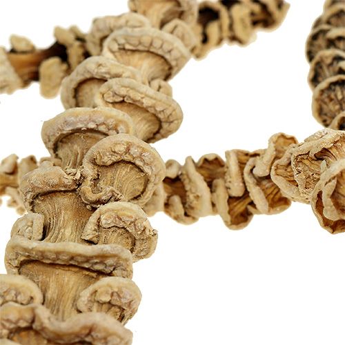 Floristik24 Banana Stem bleached 20 pcs