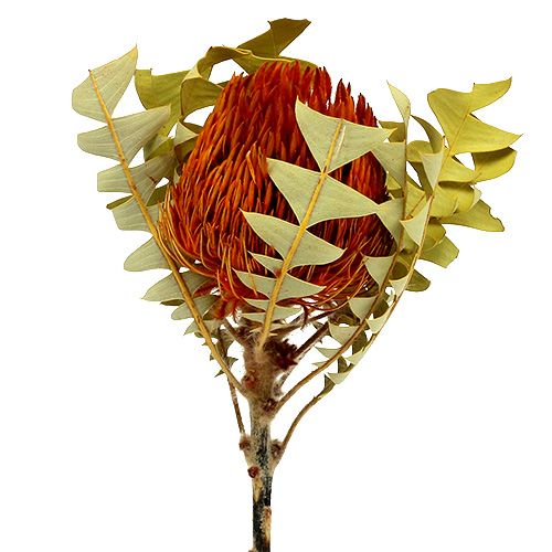 Floristik24 Banksia Baxterii Orange 8 pcs