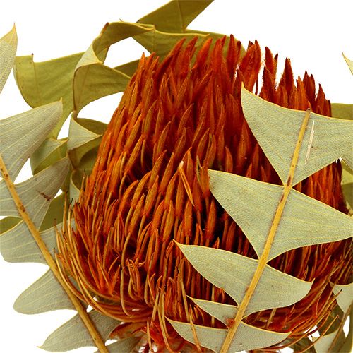 Floristik24 Banksia Baxterii Orange 8pcs