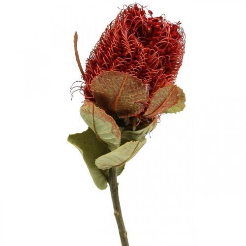 Floristik24 Banksia Baxteri Banksia Exotic Dried Flowers Red 10 Pcs