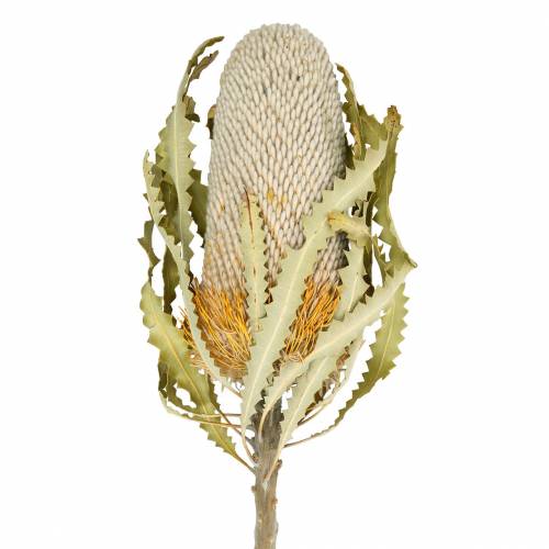 Floristik24 Banksia Hookerana natural 7pcs