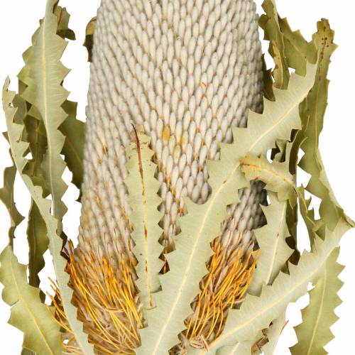 Floristik24 Banksia Hookerana natural 7 pcs